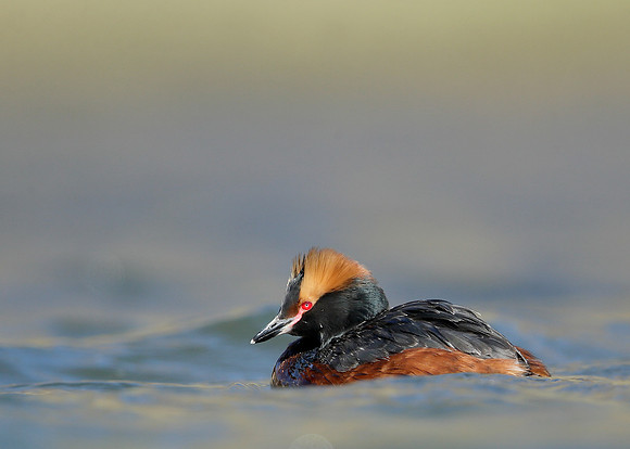 Slavonian Grebe Podiceps auritus