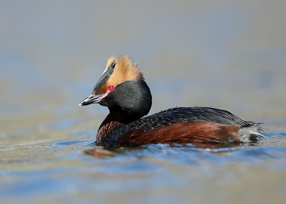 Slavonian Grebe Podiceps auritus