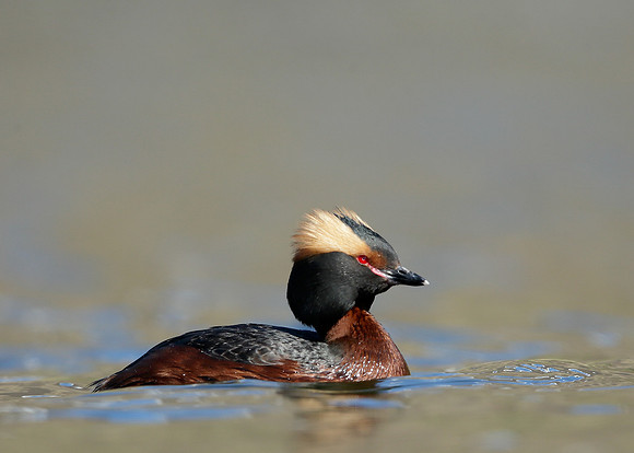 Slavonian Grebe Podiceps auritus