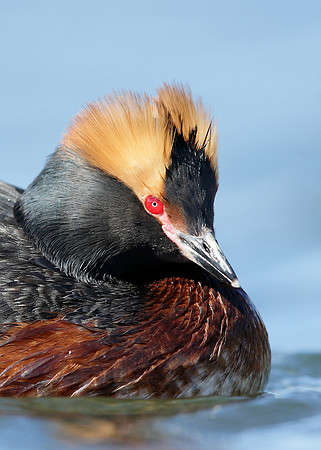 Slavonian Grebe Podiceps auritus