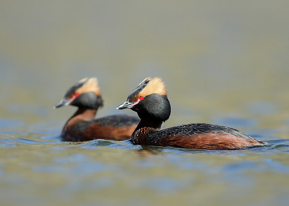 Slavonian Grebe Podiceps auritus