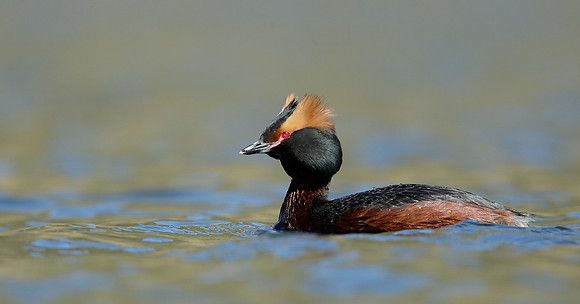 Slavonian Grebe Podiceps auritus
