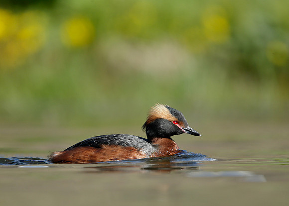 Slavonian Grebe Podiceps auritus