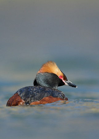 Slavonian Grebe Podiceps auritus