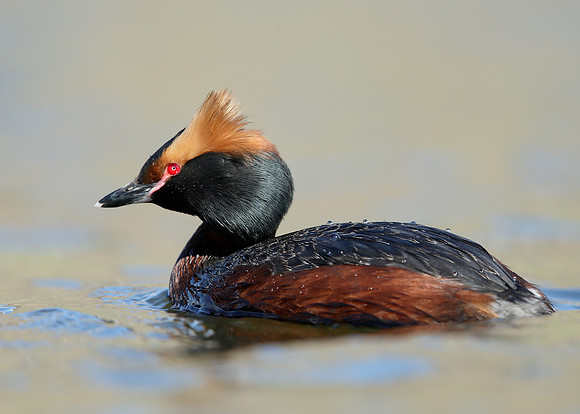 Slavonian Grebe Podiceps auritus
