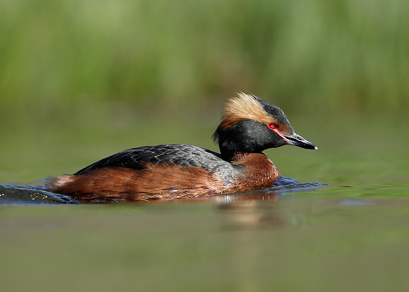 Slavonian Grebe Podiceps auritus