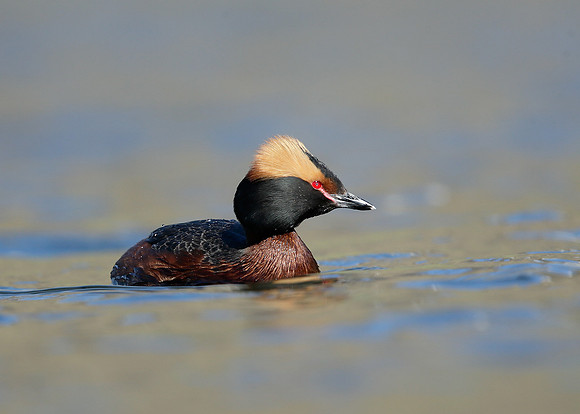 Slavonian Grebe Podiceps auritus