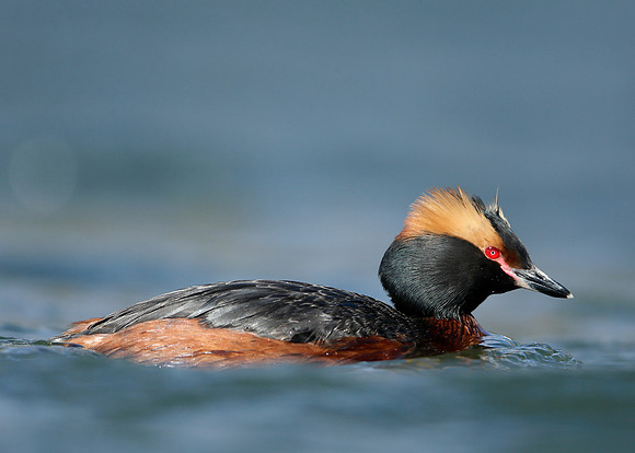 Slavonian Grebe Podiceps auritus