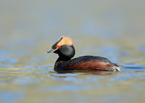 Slavonian Grebe Podiceps auritus