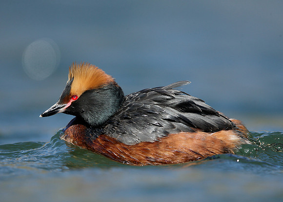 Slavonian Grebe Podiceps auritus