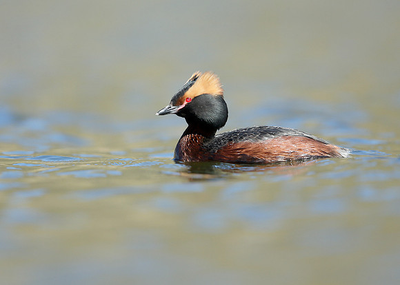 Slavonian Grebe Podiceps auritus