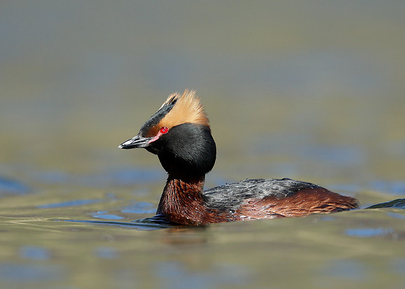 Slavonian Grebe Podiceps auritus