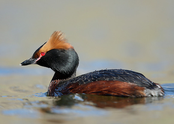 Slavonian Grebe Podiceps auritus