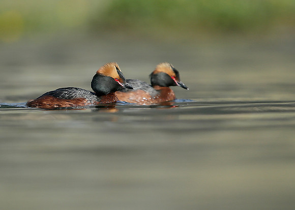 Slavonian Grebe Podiceps auritus