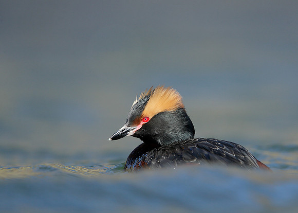 Slavonian Grebe Podiceps auritus