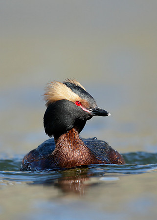 Slavonian Grebe Podiceps auritus