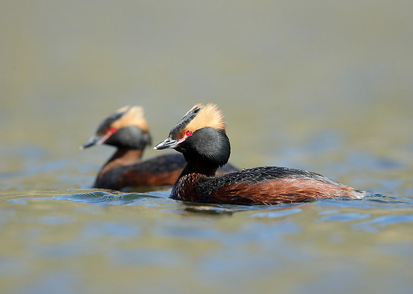 Slavonian Grebe Podiceps auritus