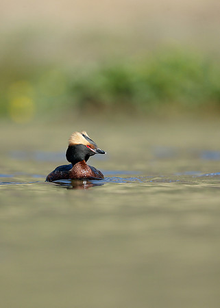 Slavonian Grebe Podiceps auritus