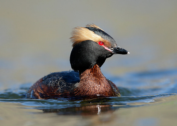 Slavonian Grebe Podiceps auritus
