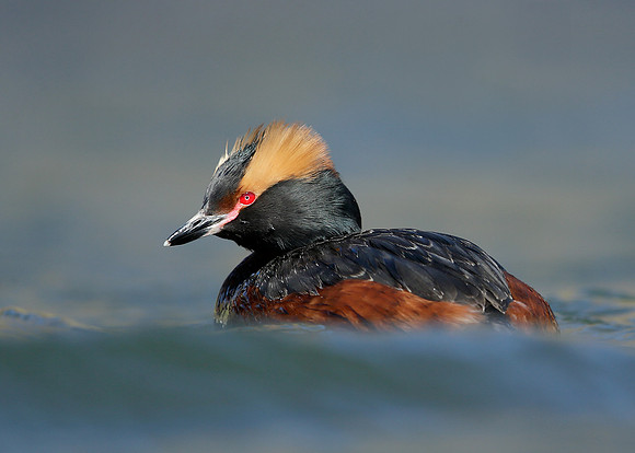 Slavonian Grebe Podiceps auritus
