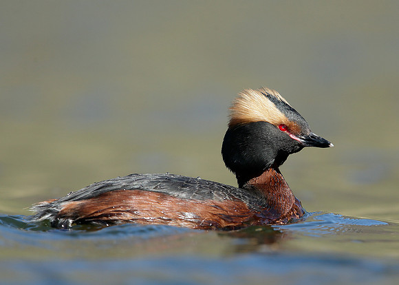 Slavonian Grebe Podiceps auritus