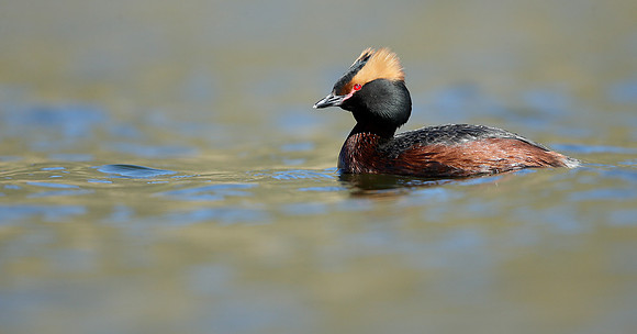 Slavonian Grebe Podiceps auritus