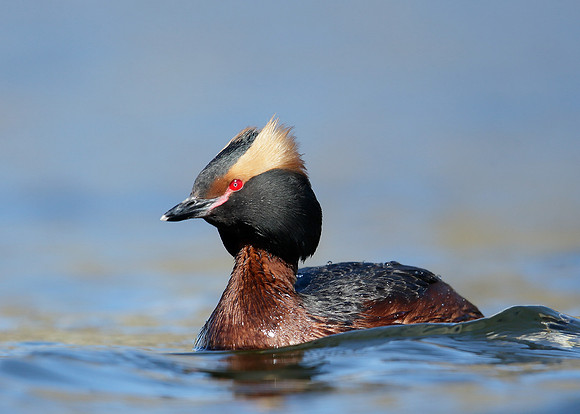 Slavonian Grebe Podiceps auritus