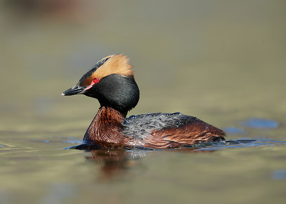 Slavonian Grebe Podiceps auritus