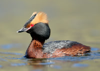 Slavonian Grebe Podiceps auritus Iceland 2015