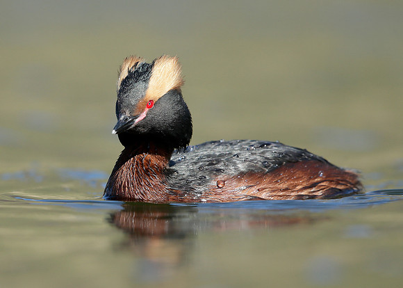 Slavonian Grebe Podiceps auritus