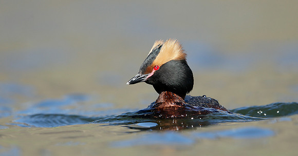 Slavonian Grebe Podiceps auritus
