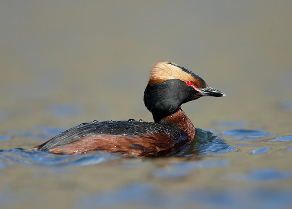 Slavonian Grebe Podiceps auritus