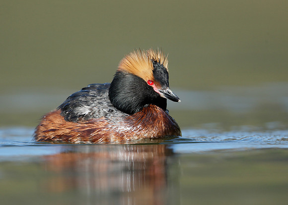 Slavonian Grebe Podiceps auritus