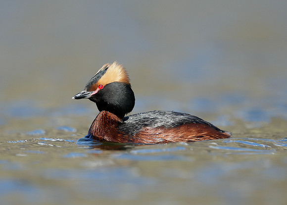 Slavonian Grebe Podiceps auritus