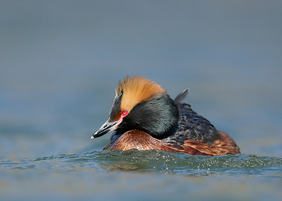 Slavonian Grebe Podiceps auritus