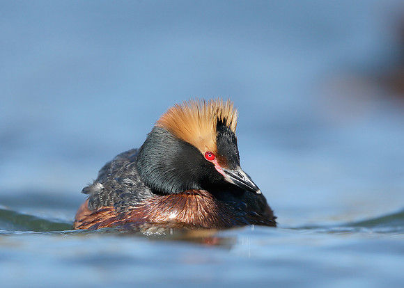 Slavonian Grebe Podiceps auritus