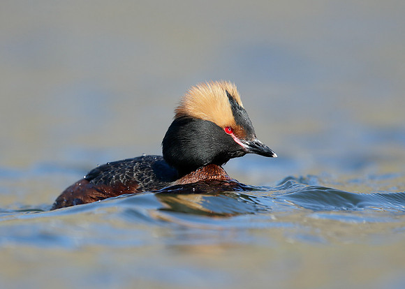 Slavonian Grebe Podiceps auritus
