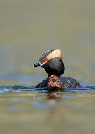 Slavonian Grebe Podiceps auritus