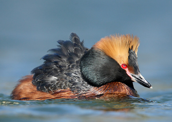 Slavonian Grebe Podiceps auritus