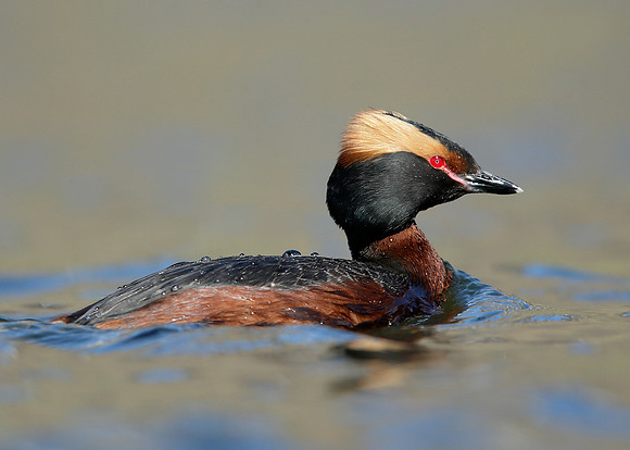 Slavonian Grebe Podiceps auritus