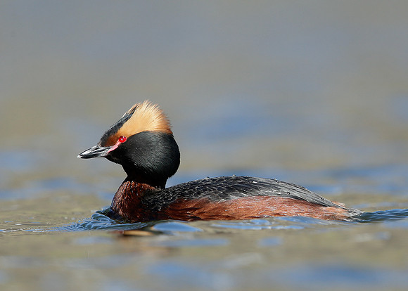 Slavonian Grebe Podiceps auritus