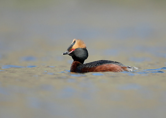 Slavonian Grebe Podiceps auritus
