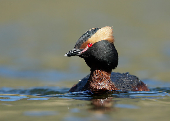 Slavonian Grebe Podiceps auritus