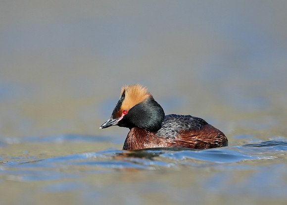 Slavonian Grebe Podiceps auritus
