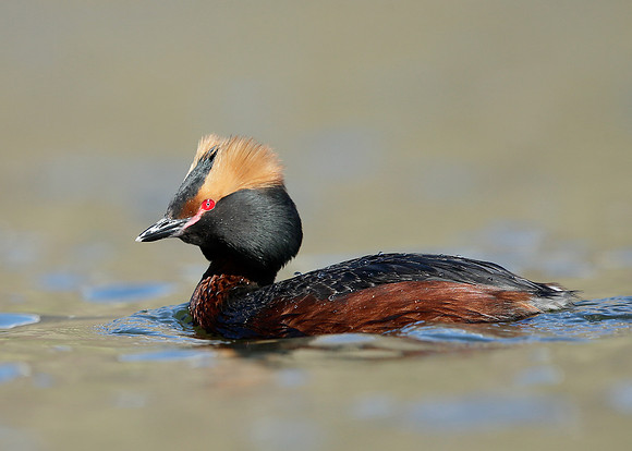 Slavonian Grebe Podiceps auritus