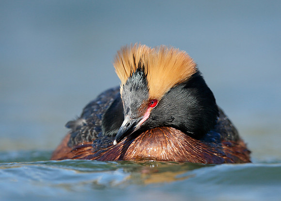 Slavonian Grebe Podiceps auritus