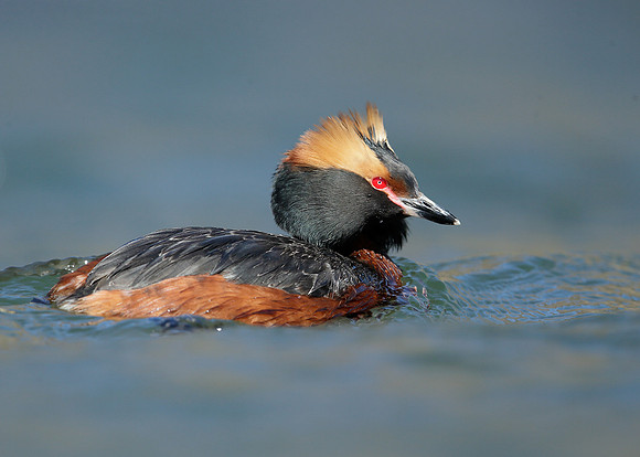 Slavonian Grebe Podiceps auritus