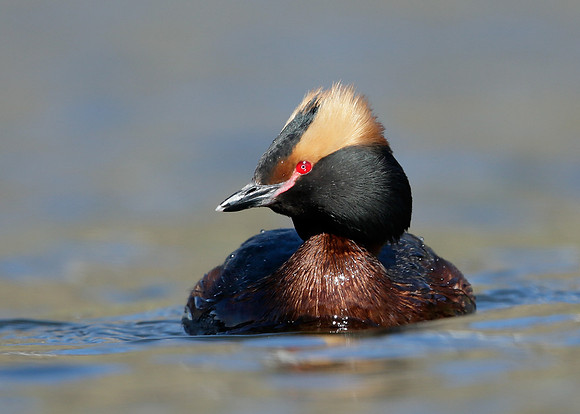 Slavonian Grebe Podiceps auritus