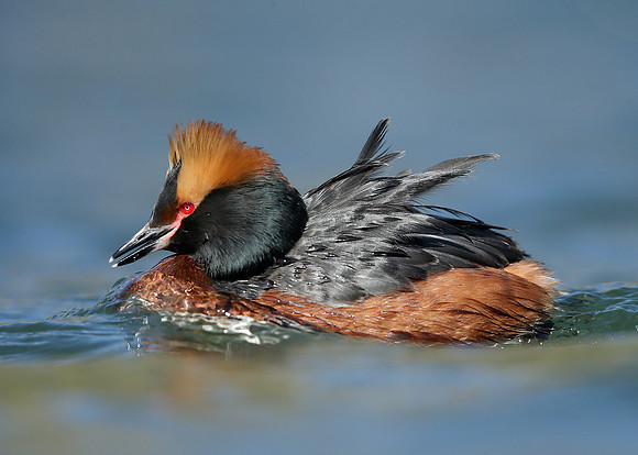 Slavonian Grebe Podiceps auritus