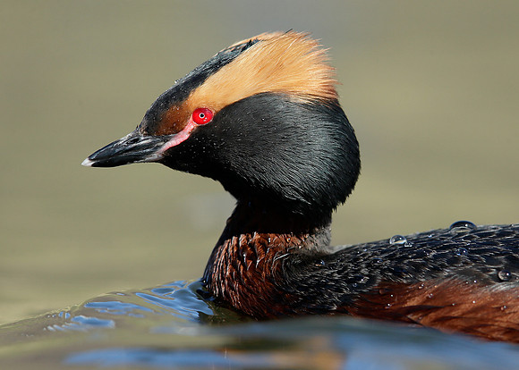 Slavonian Grebe Podiceps auritus